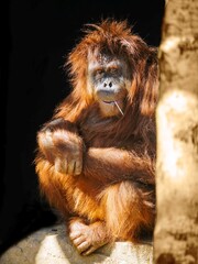 Fototapeta premium Cheerful orangutan