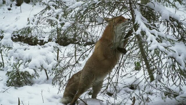 The Red fox vulpes vulpes in winter. The fox rises on its hind legs and leans against a tree trunk and looks up. Animals in winter. Deep in the winter forest. Fox hunts in winter.