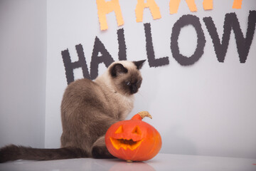 halloween cat, happy halloween day