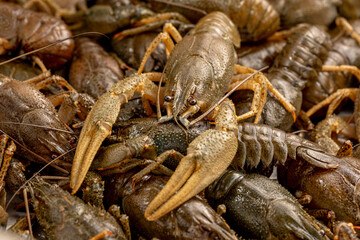 Freshwater crayfish caught for cooking, close-up. Lots of live crayfish. Freshwater crayfish without water
