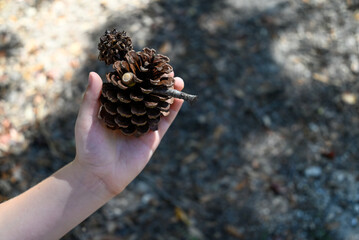 holding a pinecone, acorn, and sweetgum ball in a hand.