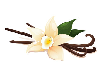 Vanilla flower with dried pods and leaves isolated on a white background