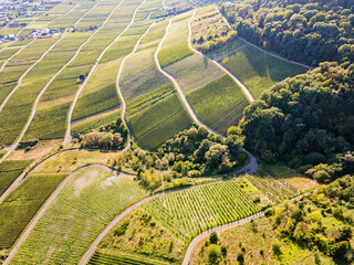 Aerial view of vineyards in the countryside of Rhineland Palatinate, Germany