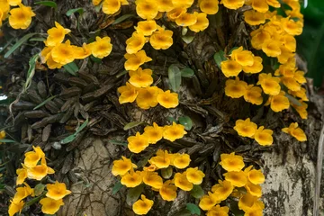 Fotobehang Horizontal image of Jenkin's dendrobium flowering in the wild © Soumabrata Moulick
