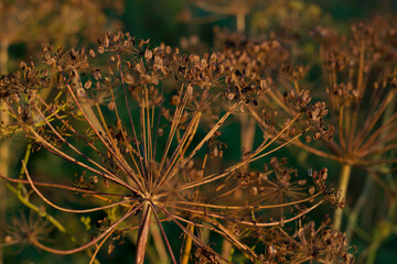 close up of dry dill seeds in autumn garden