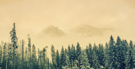 Amazing panorama of Frozen  forest  in TATRa national reserve - filtered - obrazy, fototapety, plakaty