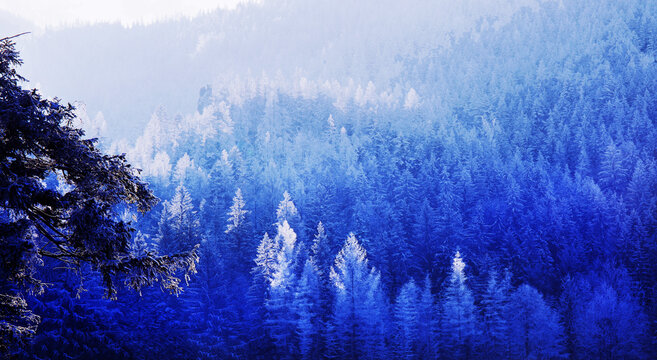 Frozen  forest  inTATRY