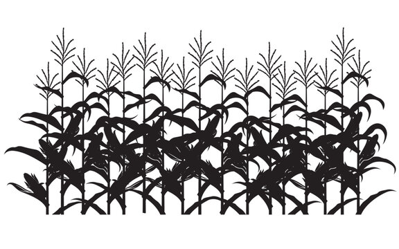 corn field illustration isolated on white background