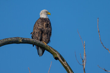 American bold eagles in Upstate New York