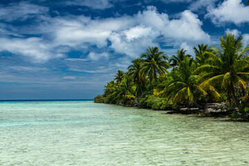 Tranquil Tropical Paradise: Beach with Palm Trees and Clear Blue Ocean of Rangaria, French Polynesia 