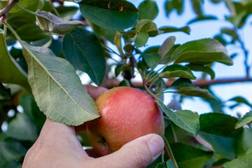 Apple picking concept.  Hand reaching for a red apple on an apple tree against blue sky.