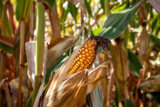 Ear of corn on corn stalk in late autumn in the midwest 