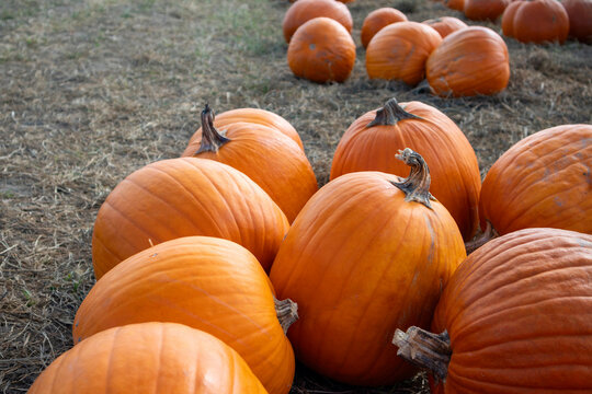 pile of pumpkins in a pumpkin patch 