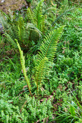 Wild fern green leaf in the forest