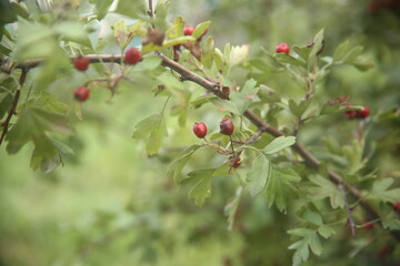 red berries on a branch
