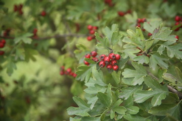 Obraz premium close up red berries on a bush
