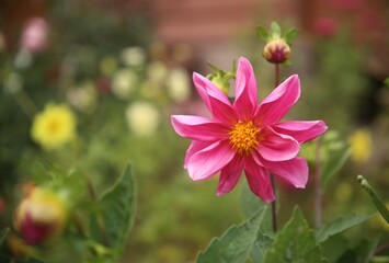 Fototapeta premium beautiful pink flowers in the garden