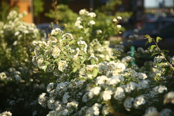 white beautiful flowers in the garden