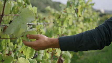 Unrecognizable farmer holding vine grape bush walking on plantation close up.