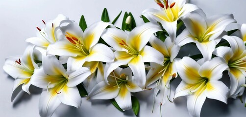 Fototapeta premium white flowers
