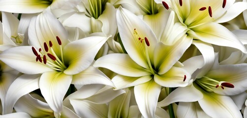 close up of white flowers