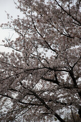 仁和寺境内に咲く桜