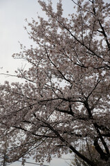 仁和寺境内に咲く桜
