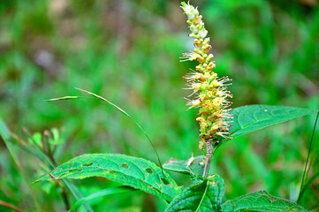 道志山塊の今倉山　テンニンソウ
