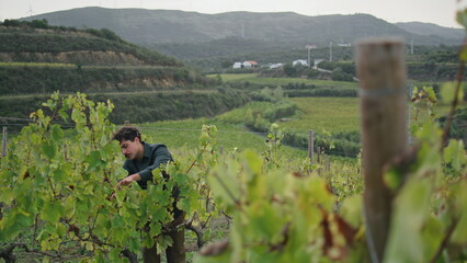 Winery specialist working vineyard cheking vine bush. Man inspecting plantation.