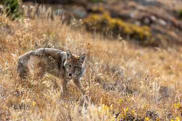 Coyote Colorado, RMNP Wildlife, Coyote in Estes Park