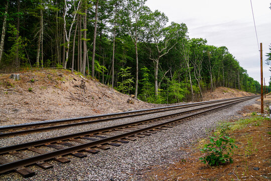 railroad tracks in the forest