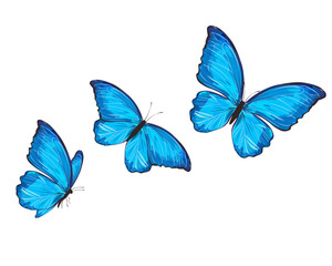 three blue butterflies
