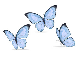 set of blue butterflies