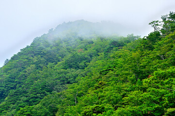 道志山塊の二十六夜山　夏の山霧
