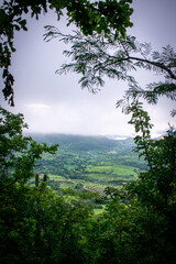 Bosque desde las alturas