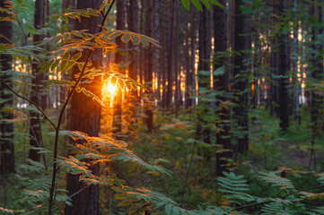 The evening sun in the forest shines through the leaves of mountain ash, highlighting the contour of the leaves.
