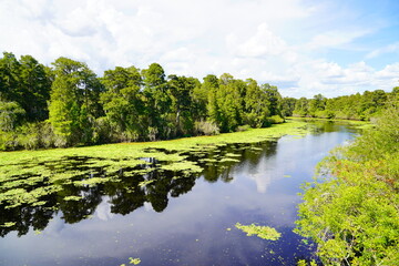 Fototapeta premium The landscape of Hillsborough river at Tampa, Florida 