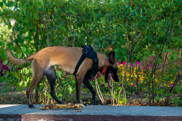 Official Belgian Shepherd Malinois in nature in a harness