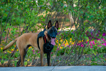 Official Belgian Shepherd Malinois in nature in a harness