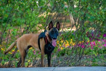 Official Belgian Shepherd Malinois in nature in a harness