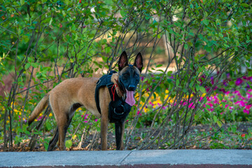 Official Belgian Shepherd Malinois in nature in a harness