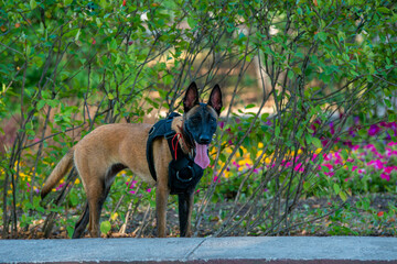 Official Belgian Shepherd Malinois in nature in a harness
