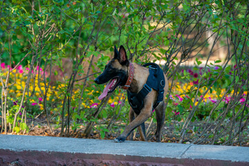 Official Belgian Shepherd Malinois in nature in a harness