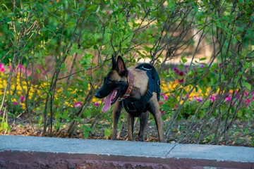 Official Belgian Shepherd Malinois in nature in a harness