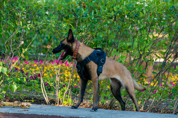 Official Belgian Shepherd Malinois in nature in a harness