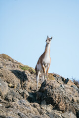 guanaco on the top of a hill keeping watch