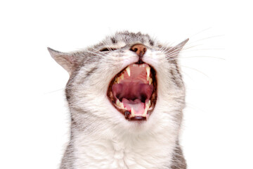 The cat yawns with his mouth open, isolated on a white background. Portrait of an adult pet - obrazy, fototapety, plakaty