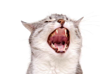 The cat yawns with his mouth open, isolated on a white background. Portrait of an adult pet
