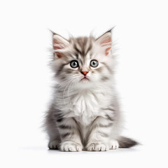 Cute Kitten Cat isolated on white