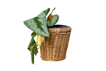 Wilted plants with yellow leafs in a pot, isolated on a white background. Dried flower in a flowerpot for indoor plants, isolated on a white background. Scindapsus pictus trebie or silver vine
